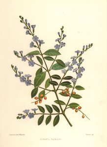 Gota de oro, baya de paloma o flor del cielo, Duranta erecta